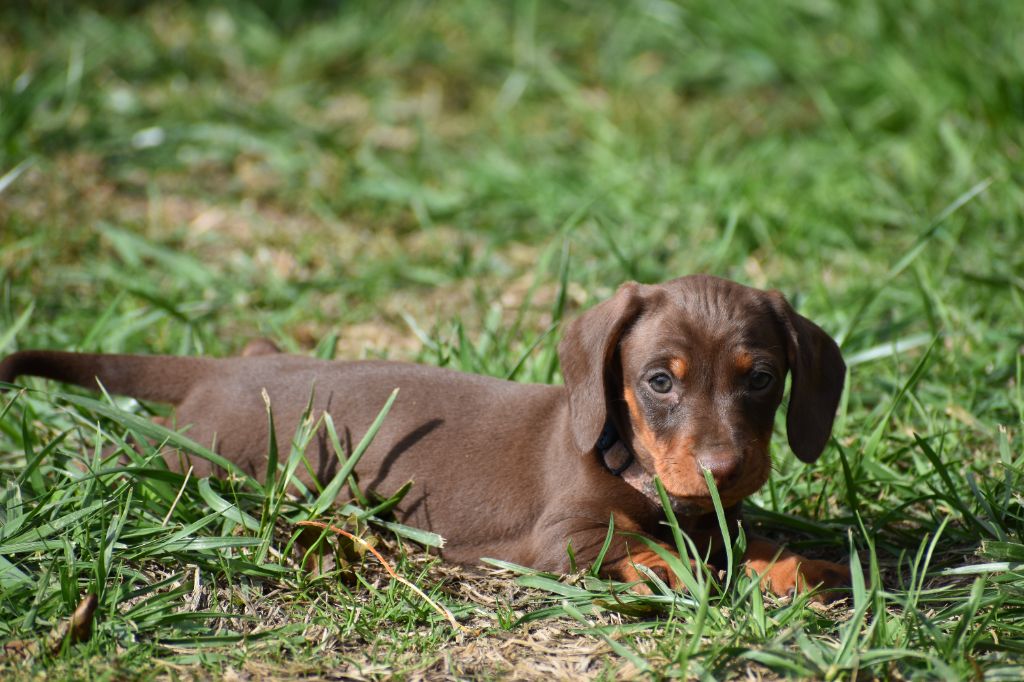 Femelle teckel nain poil ras