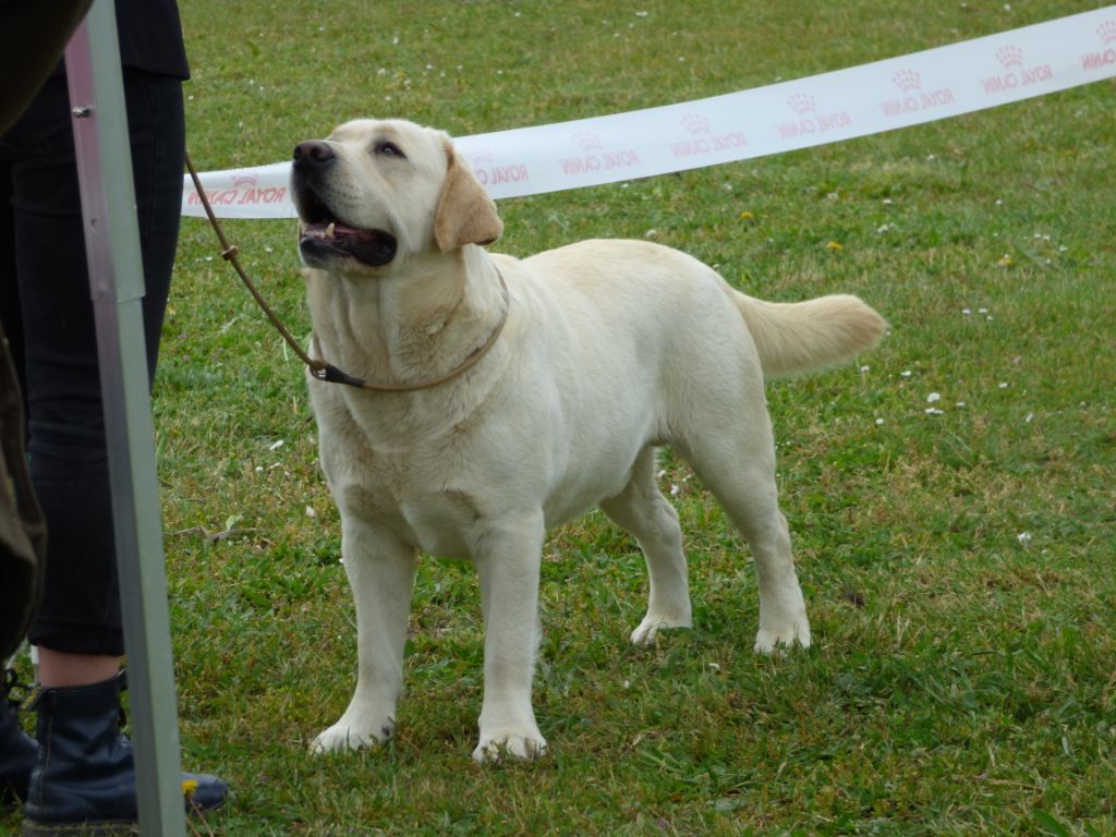 herbu zadora Lion king - RCACS