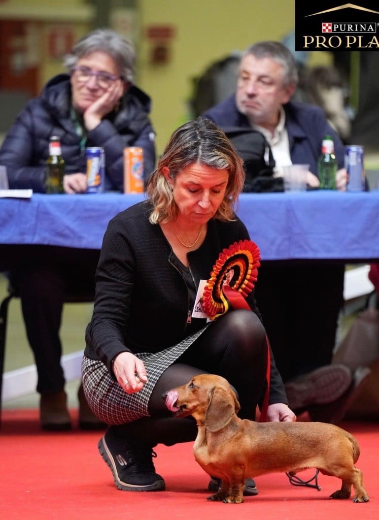 Twitter de la Passe de l'Eider - CACS CACIB BOB