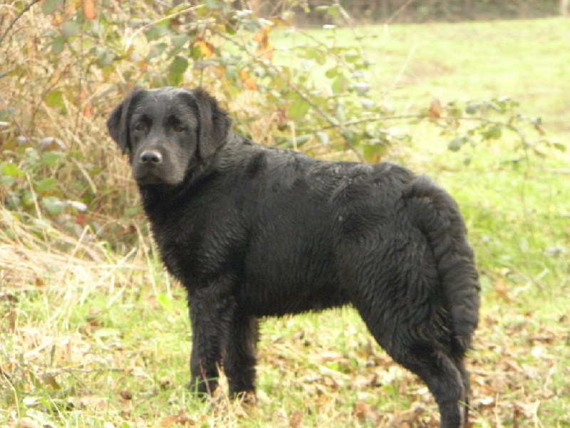 Charly des forêts éphémères - TRES PROMETTEUR