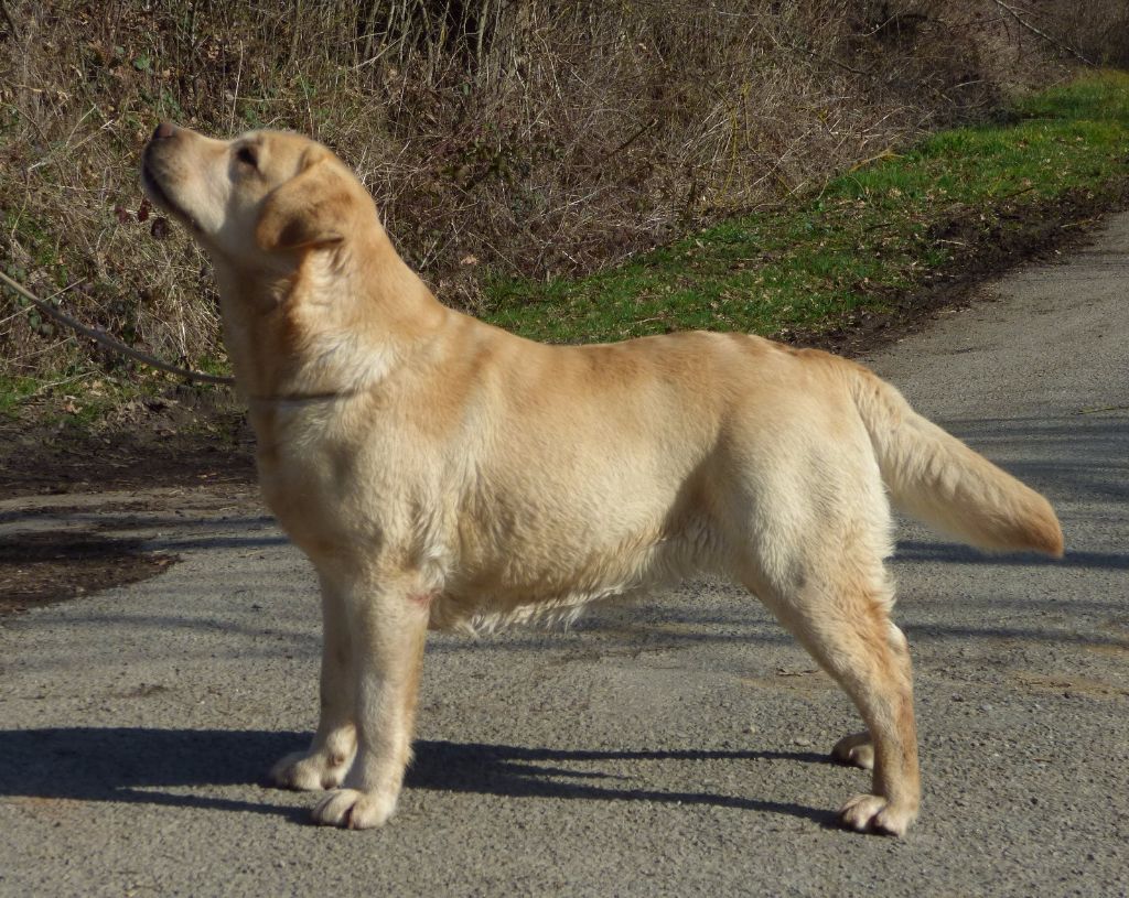 Huka du coeur d'emeraude - CACIB CACS