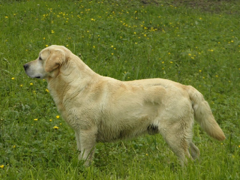 Charly des forêts éphémères - Excellent