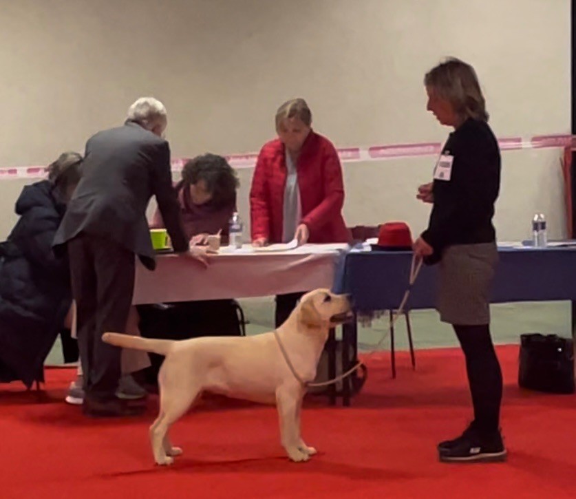 Ubby Du Moulin Sault - Meilleur puppy