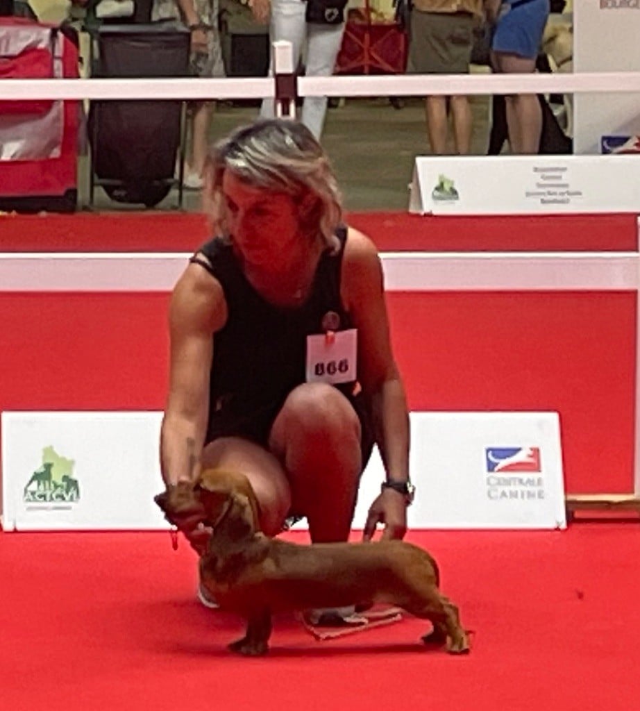 Twitter de la Passe de l'Eider - 2ème Très Prometteur Classe Puppy