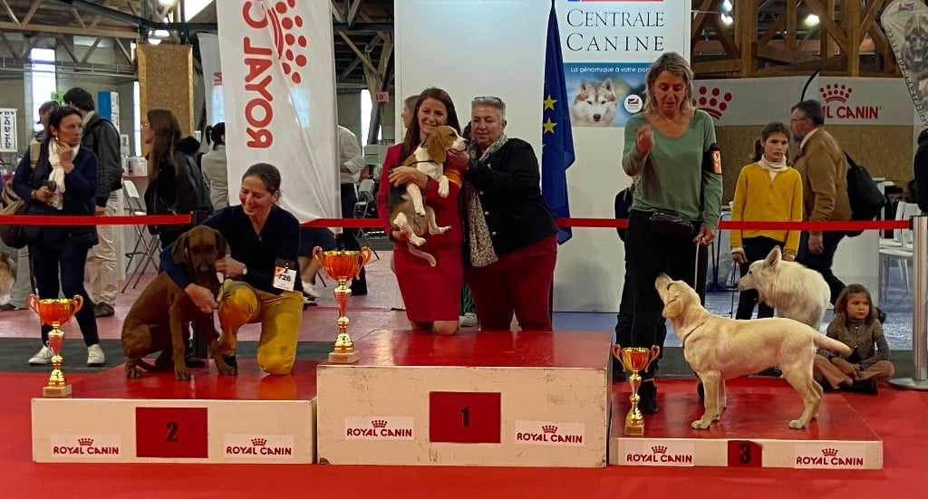 Ubby Du Moulin Sault - Meilleur Baby - 3ème baby de l'expo - Spéciale de race