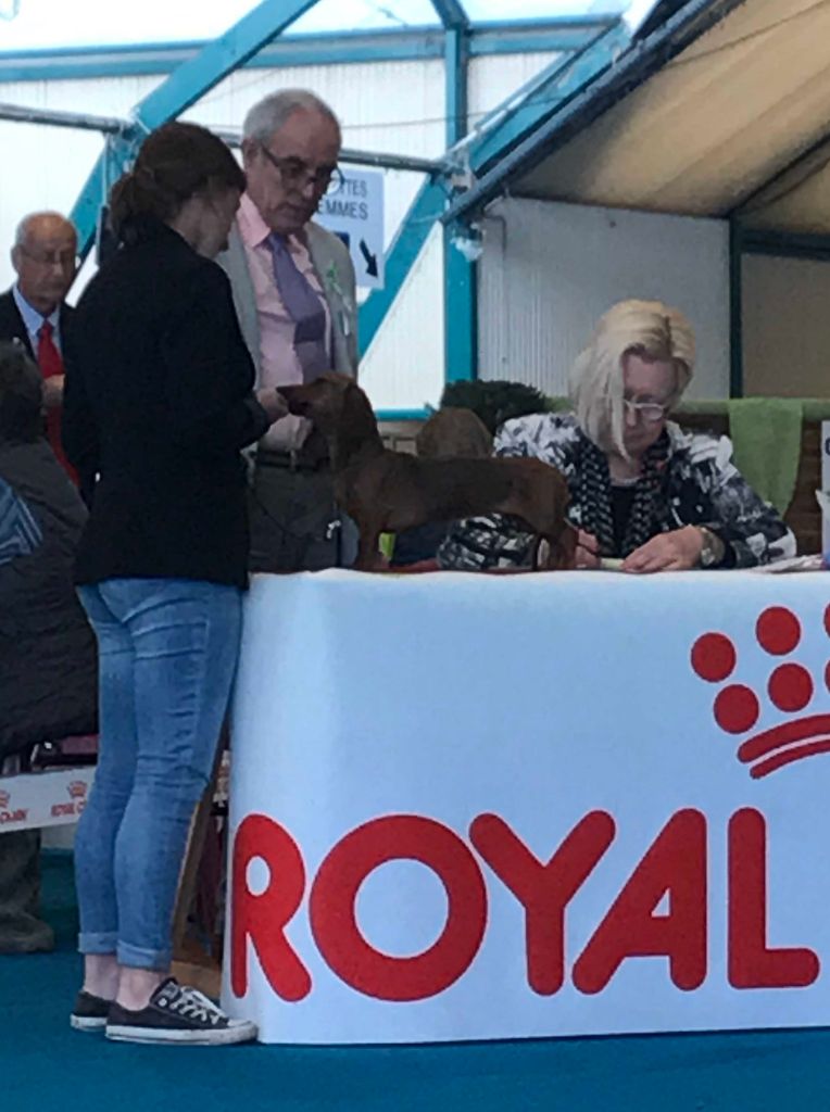 Opium des Rivages du Lemboulas - Meilleur Puppy - 5ème puppy de l'expo