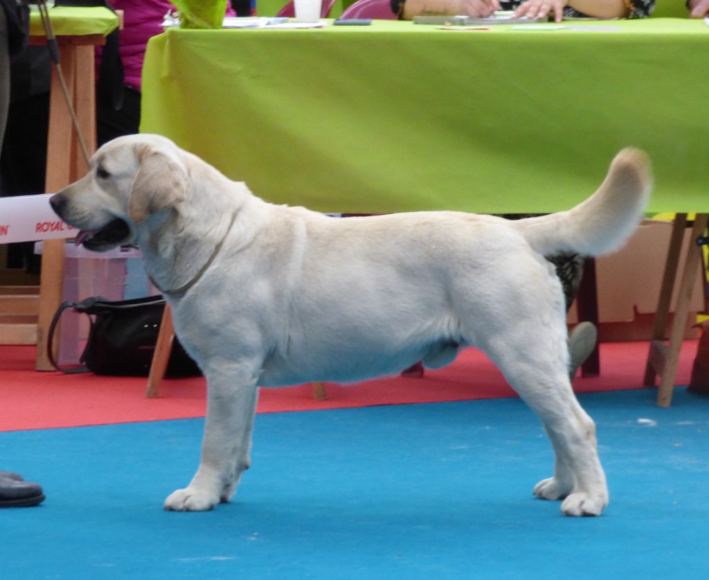 herbu zadora Lion king - 2ème excellent classe ouverte