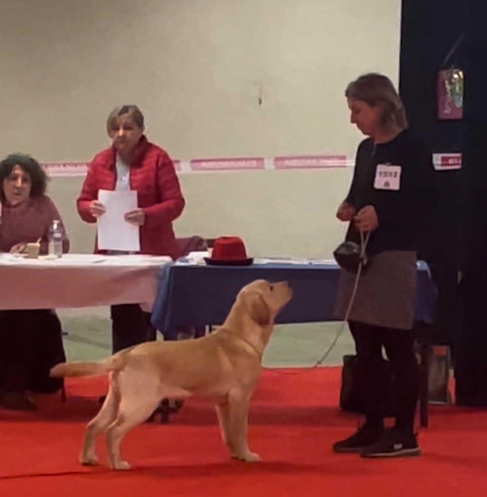 Uber Des Iris De Grande Briere - 3eme très prometteur