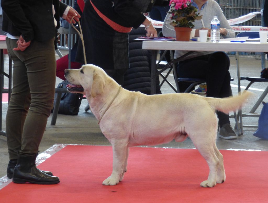 herbu zadora Lion king - 2ème excellent classe ouverte