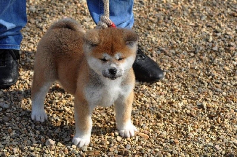 Publication : La source du dragon Auteur : Larissa Brabant