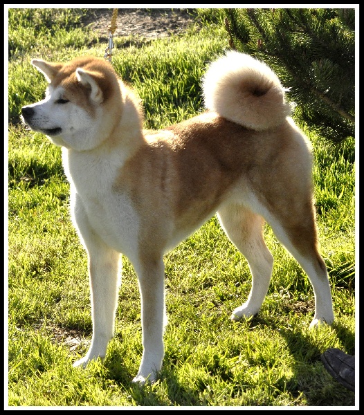 Publication : La source du dragon Auteur : Larissa Brabant