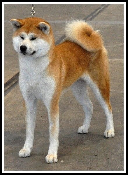 Publication : La source du dragon Auteur : Larissa Brabant