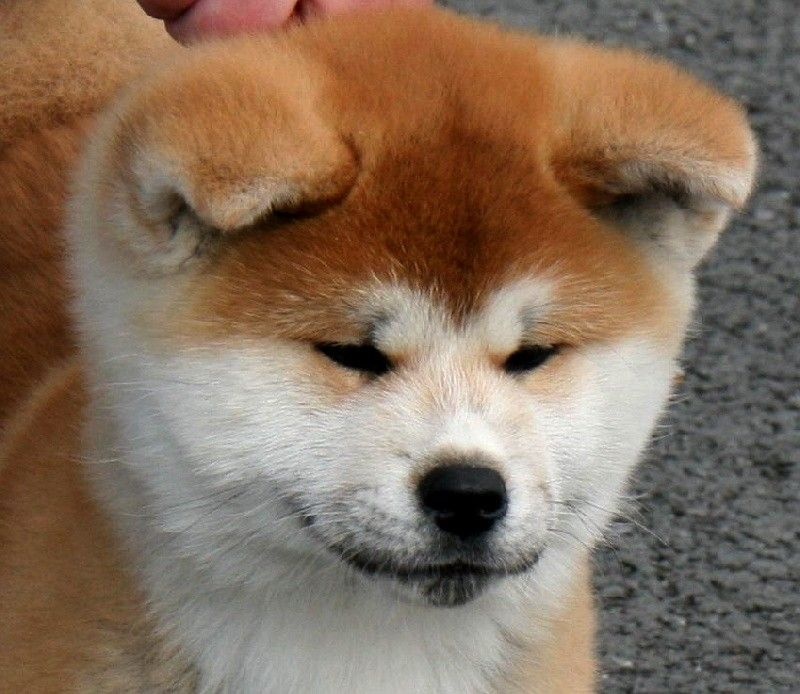 Publication : La source du dragon Auteur : Larissa Brabant