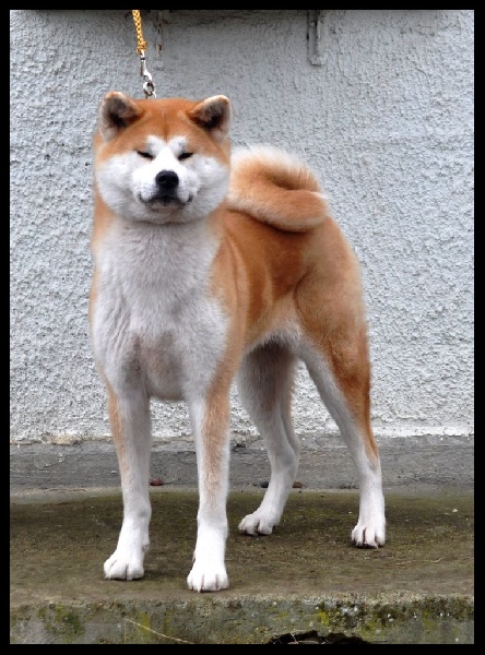 Publication : La source du dragon Auteur : Larissa Brabant