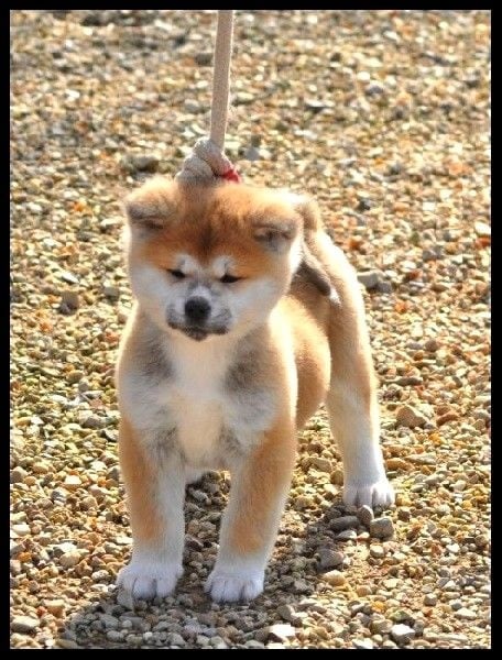 Publication : La source du dragon Auteur : Larissa Brabant