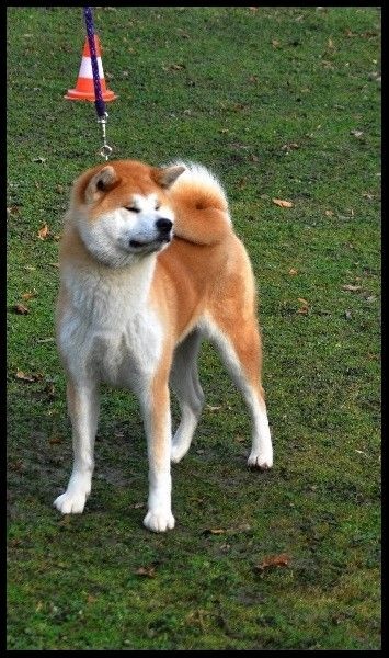 Publication : La source du dragon Auteur : Larissa Brabant