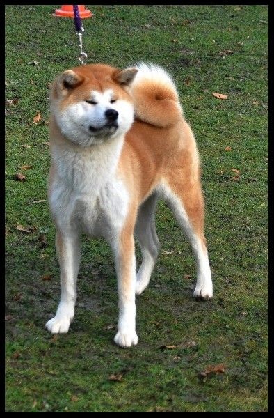 Publication : La source du dragon Auteur : Larissa Brabant