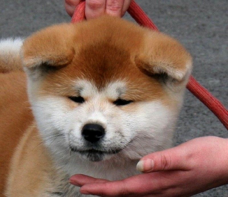 Publication : La source du dragon Auteur : Larissa Brabant