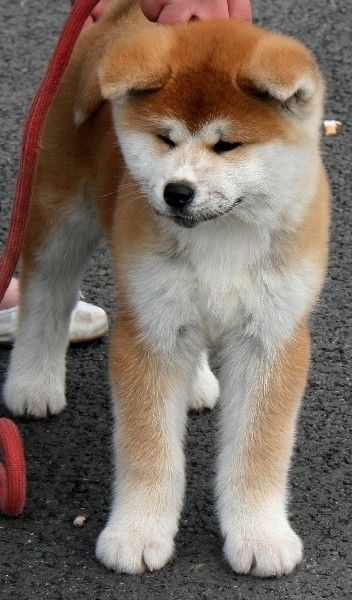 Publication : La source du dragon Auteur : Larissa Brabant