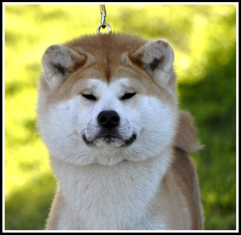 Publication : La source du dragon Auteur : Larissa Brabant