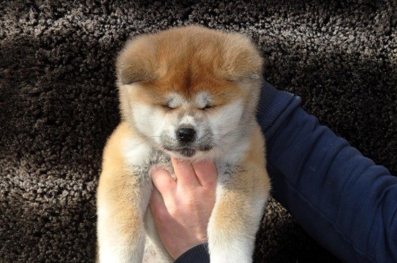 Publication : La source du dragon Auteur : Larissa Brabant