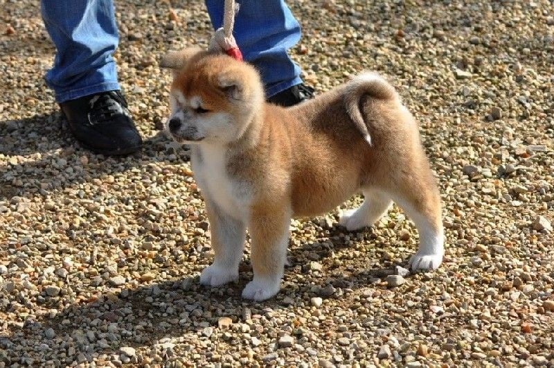 Publication : La source du dragon Auteur : Larissa Brabant