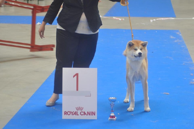 CH. G'toukahimé Des dragons du soleil rouge - 1ère Prometteur et Meilleure Puppy femelle