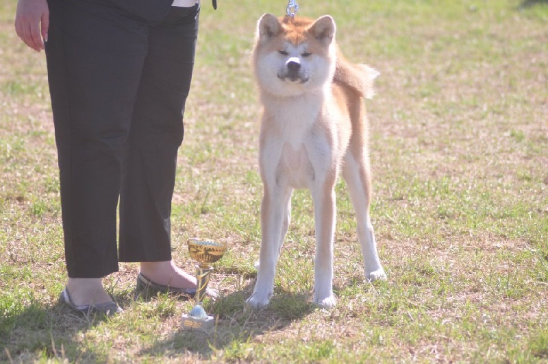 CH. G'toukahimé Des dragons du soleil rouge - 1ère Très Prometteur et meilleure puppy femelle