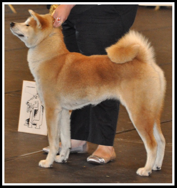 CH. G'toukahimé Des dragons du soleil rouge - 2ème Excellent