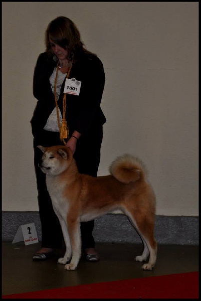 CH. G'toukahimé Des dragons du soleil rouge - 3 ème Excellent