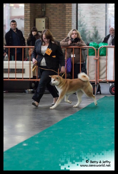 CH. G'toukahimé Des dragons du soleil rouge - 2 ème Excellent