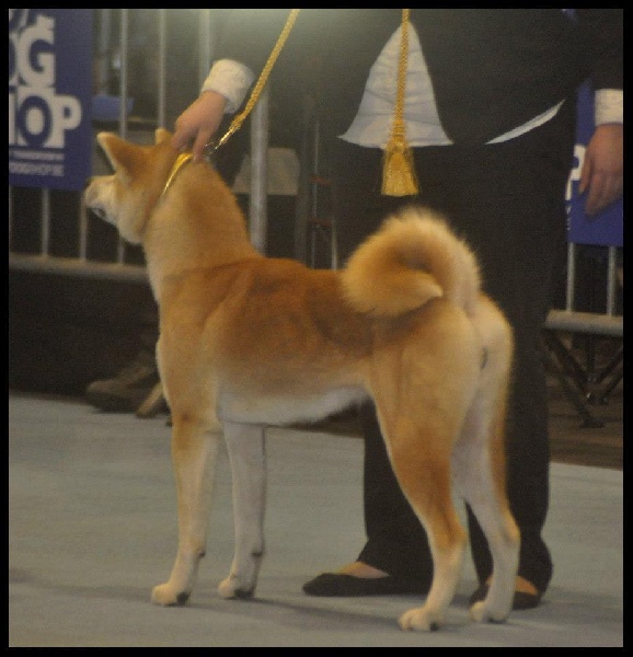 CH. G'toukahimé Des dragons du soleil rouge - 1 ère Excellent et Meilleure Jeune