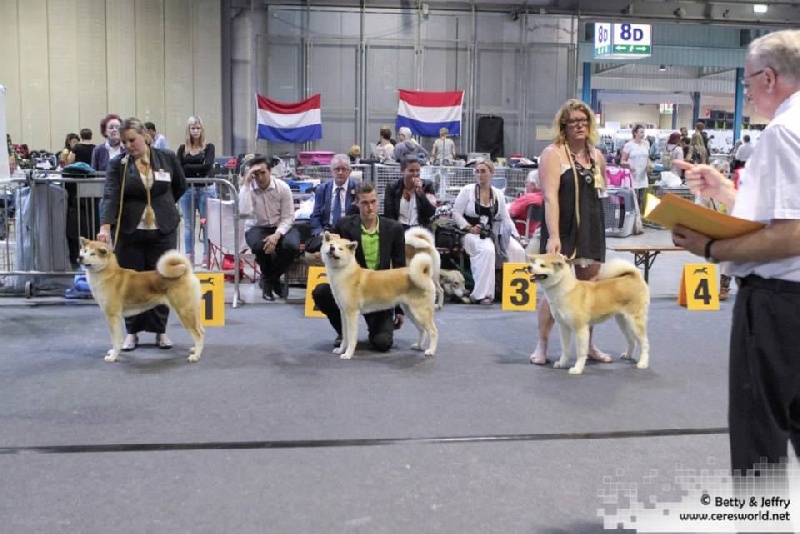 CH. G'toukahimé Des dragons du soleil rouge - 2ème Excellent + RCACL + RCACIB