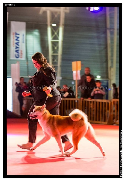 CH. G'toukahimé Des dragons du soleil rouge - 3 ème Très Bon