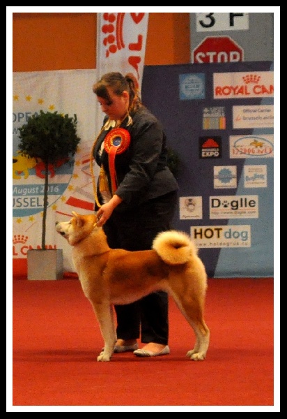 CH. G'toukahimé Des dragons du soleil rouge - 2 ème Excellent