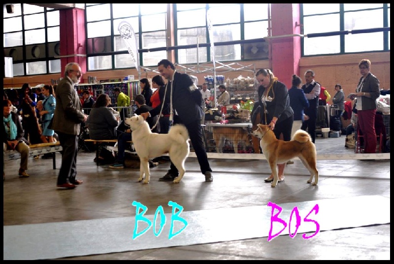 CH. G'toukahimé Des dragons du soleil rouge - 1 ère Excellent + CAC + CACIB + BOS