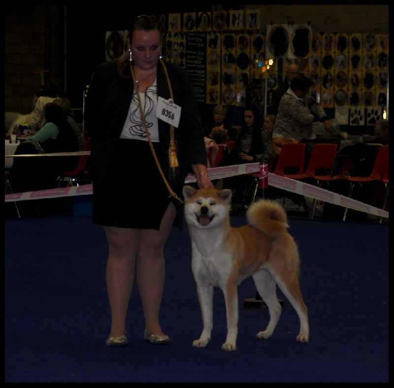 CH. G'toukahimé Des dragons du soleil rouge - 1 ère Excellent + RCAC