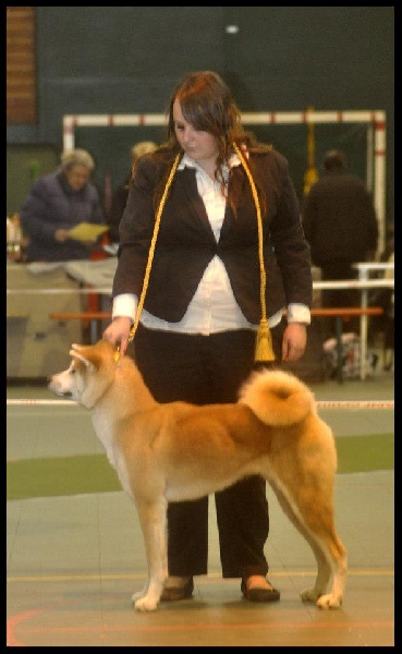 CH. G'toukahimé Des dragons du soleil rouge - 1 ère Très Bon et Meilleure Jeune Femelle