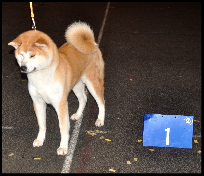 CH. G'toukahimé Des dragons du soleil rouge - 1 ère Excellent + CAC + CACIB + BOS (Meilleure Femelle) !!!!