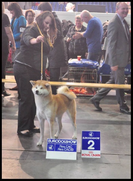 CH. G'toukahimé Des dragons du soleil rouge - 1 ère Excellent + RCAC + RCACIB