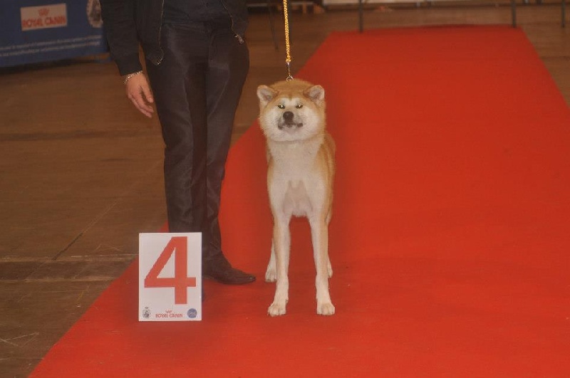 CH. G'toukahimé Des dragons du soleil rouge - 4ème Excellent