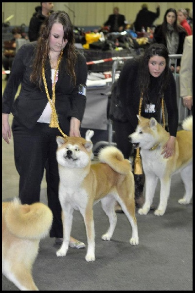 CH. G'toukahimé Des dragons du soleil rouge - 1 ère Excellent et Meilleure Jeune Femelle