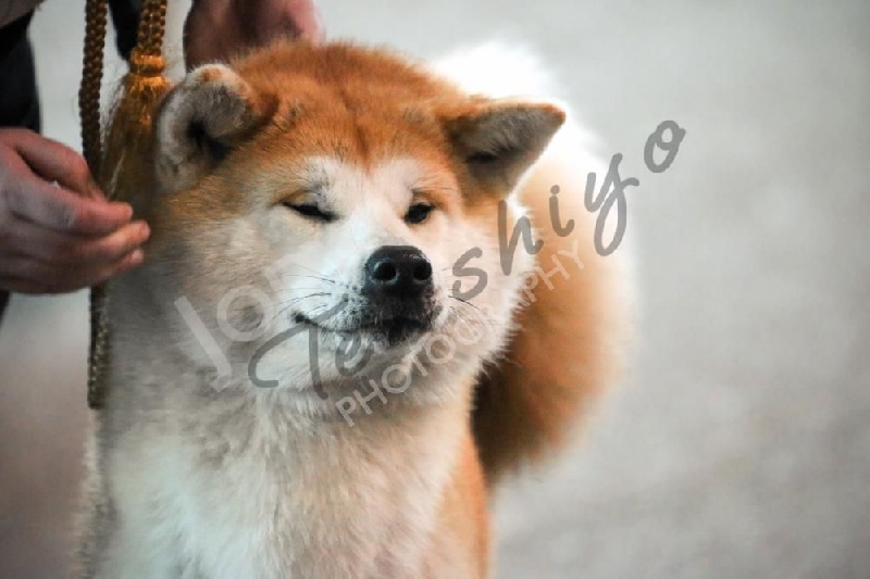 CH. G'toukahimé Des dragons du soleil rouge - Très Bon