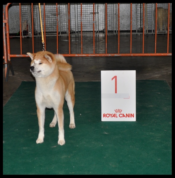 CH. G'toukahimé Des dragons du soleil rouge - 1 ère Excellent