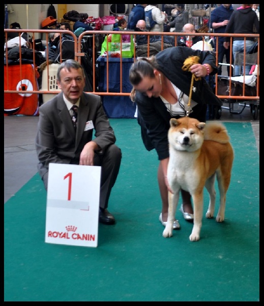 CH. G'toukahimé Des dragons du soleil rouge - 1 ère Excellent + CAC + CACIB + BOS (Meilleure Femelle de la race)