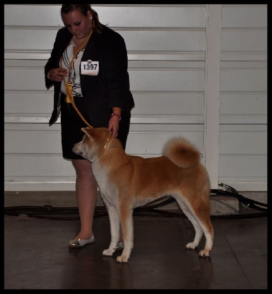 CH. G'toukahimé Des dragons du soleil rouge - 2 ème Excellent + RCAC + RCACIB