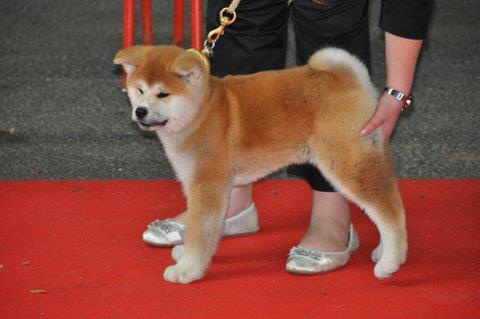 CH. G'toukahimé Des dragons du soleil rouge - 4 ème Prometteur