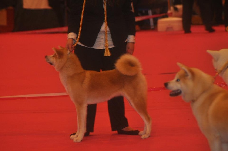 CH. G'toukahimé Des dragons du soleil rouge - 4 ème Très Bon