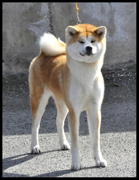 CH. G'toukahimé Des dragons du soleil rouge - 1 ère Excellent Meilleure Femelle CACS