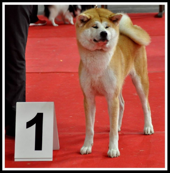 CH. G'toukahimé Des dragons du soleil rouge - 1 ère Excellent et Meilleure Jeune Femelle